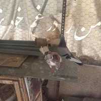 کفتر|پرنده|تهران, سلیمانی|دیوار