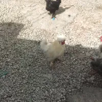 جوجه 1روزه تا 50روزه