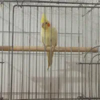 عروس هولندی لوتینو|پرنده|بندر امام خمینی, |دیوار