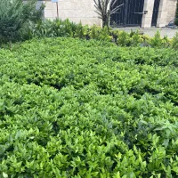 حراج یاس هلندی سطل ۳ لوکس و قیچی خورده و درخت موز