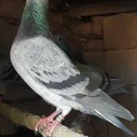 پلاکی نر