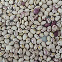 لوبیا چیتی|خوردنی و آشامیدنی|شیراز, باغشهر اهل بیت|دیوار