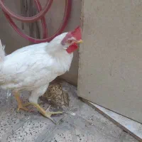 مرغ و خروس