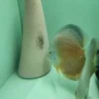 جفت دیسکس ۶ اینچ نژاد خاص هچ بالا بچه دوست|ماهی|تهران, استاد معین|دیوار