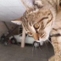 بچه گربه۲ ماهه واگذاری|گربه|شیراز, فرگاز|دیوار