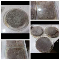 عسل شان و چنبره برای احسان