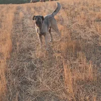 سگ سرابی ماده|سگ|ثمرین, |دیوار