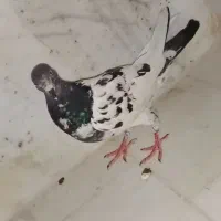 یه دو عدد کفتر پرشی