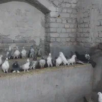 کفتر|پرنده|آران و بیدگل, |دیوار