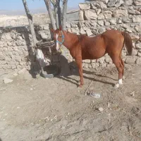 فروش اسب اصیل نجیب