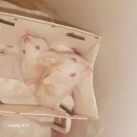 همستر سوری|موش و خرگوش|قم, پشت انبار نفت|دیوار