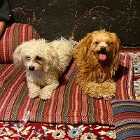 واگذاری سگ آپارتمانی