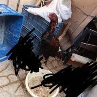 لاری|حیوانات مزرعه|جوادآباد, |دیوار