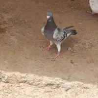 کبوتر