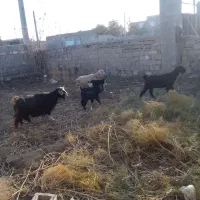 سلام ۳ عدد بز ۳ تا بزغاله شیر میدن