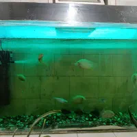 اکواریم ماهی|ماهی|قائن, |دیوار