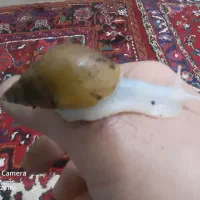 حلزون آلبینو سوپر سایز