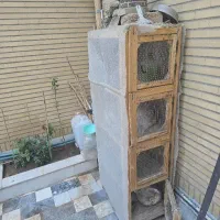 قفس جفت کن کبوتر