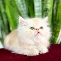 توله گربه پرشین سوپرفلت صورت خرسی بای کالر عروسک