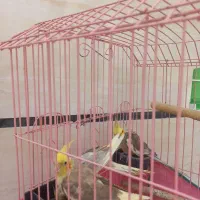 سه عدد عروس هلندی با قفس و آبخوری و دونخور|پرنده|خمینیشهر, |دیوار