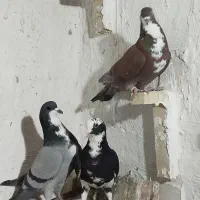 رسمی. شازده و..