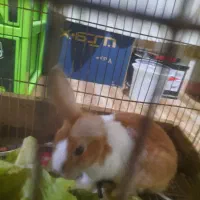 خرگوش ماده|موش و خرگوش|مشهد, تلگرد|دیوار