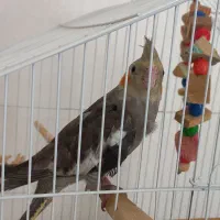 جوجه عروس هلندی
