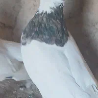 کبوتر
