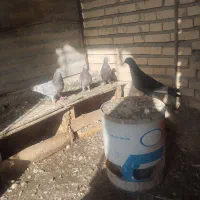 کبوتر لوت|پرنده|شادگان, |دیوار