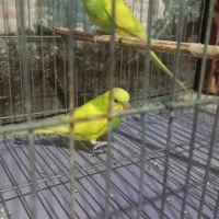 مرغ عشق رنگ خاص