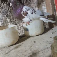 معاوضه چند جفت کله ای  با سگ قدرجونی یا زنبور|پرنده|سمیرم, |دیوار