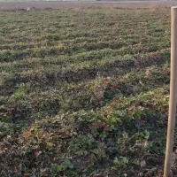 نهال توت فرهنگی کاماروس