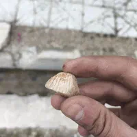 سنگ فسیل صدف