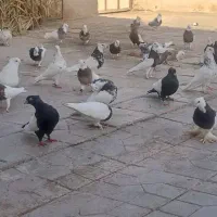 کبوتر دورنگ سینی با طوقی