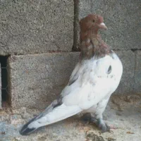 سینه سرور نر