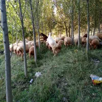 بزپاکستانی|حیوانات مزرعه|مشگین شهر, |دیوار