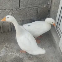 فروش غاز محلی