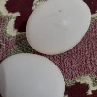 تخم اردک روسی باقیمت مناسب دونیی بیست پنج تومن