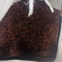 کشمش در لاهیجان