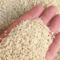 برنج عنبر بو خوزستان