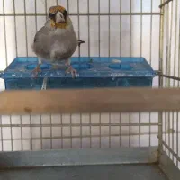 جوجه سهره کرمانی نر درجه یک