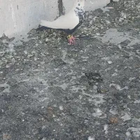 دم سیا ماده عتیقه|پرنده|محمدشهر, کوی بهار|دیوار