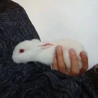خرگوش