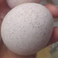 تخم بوقلمون ارگانیک درشت ازنژاد برنز خاص