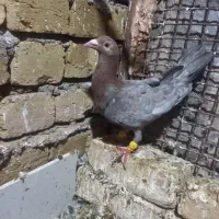 هفرنگ نر|پرنده|تاکستان, |دیوار