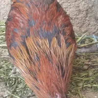 خروس