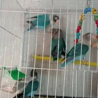 کوتوله|پرنده|نجف‌آباد, ولیعصر|دیوار