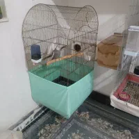 قفس کاسکویی|لوازم جانبی حیوانات|قائن, |دیوار