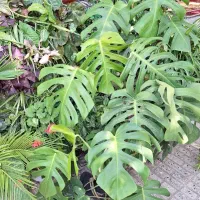 فروش کاکتوس غول پیکر پریانوس|گل و گیاه طبیعی|جویبار, |دیوار