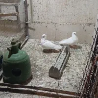 کفتر سفید مهر جفت